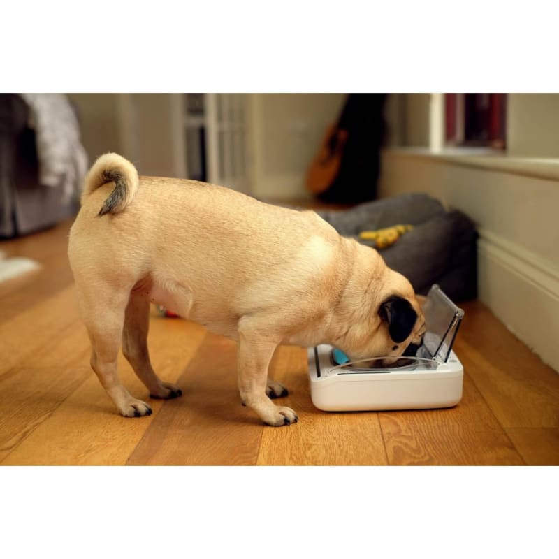 Sureflap surefeed sealed pet bowl sales