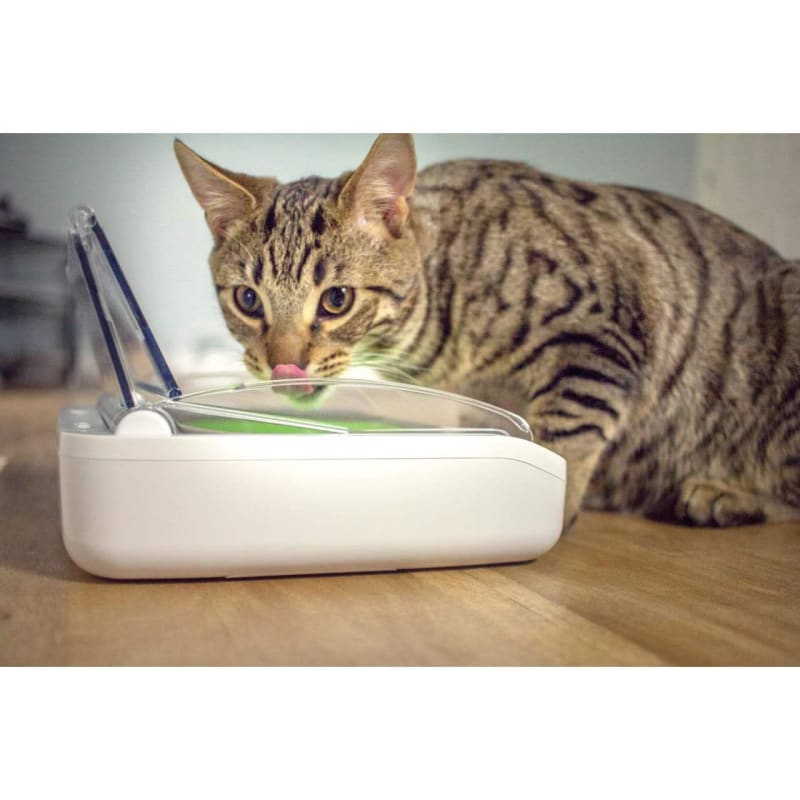 Cat chip food bowl online