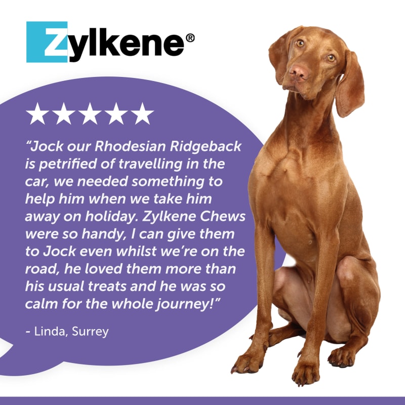 Zylkene chews for dogs outlet