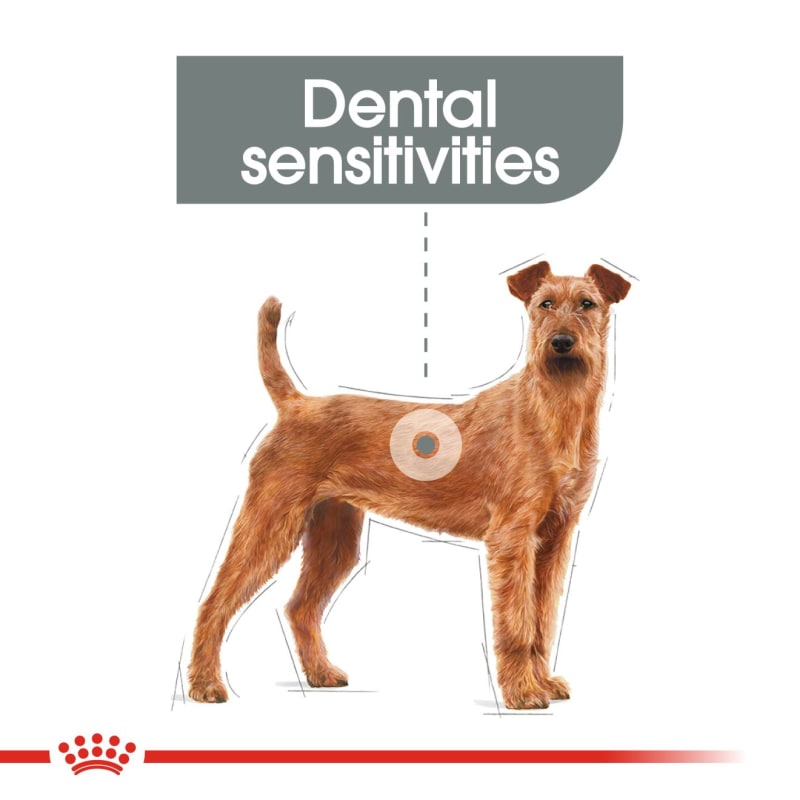 Royal canin new arrivals dental care