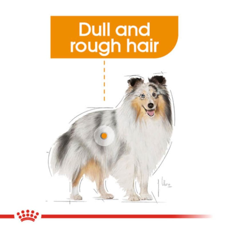 Royal canin shetland on sale sheepdog