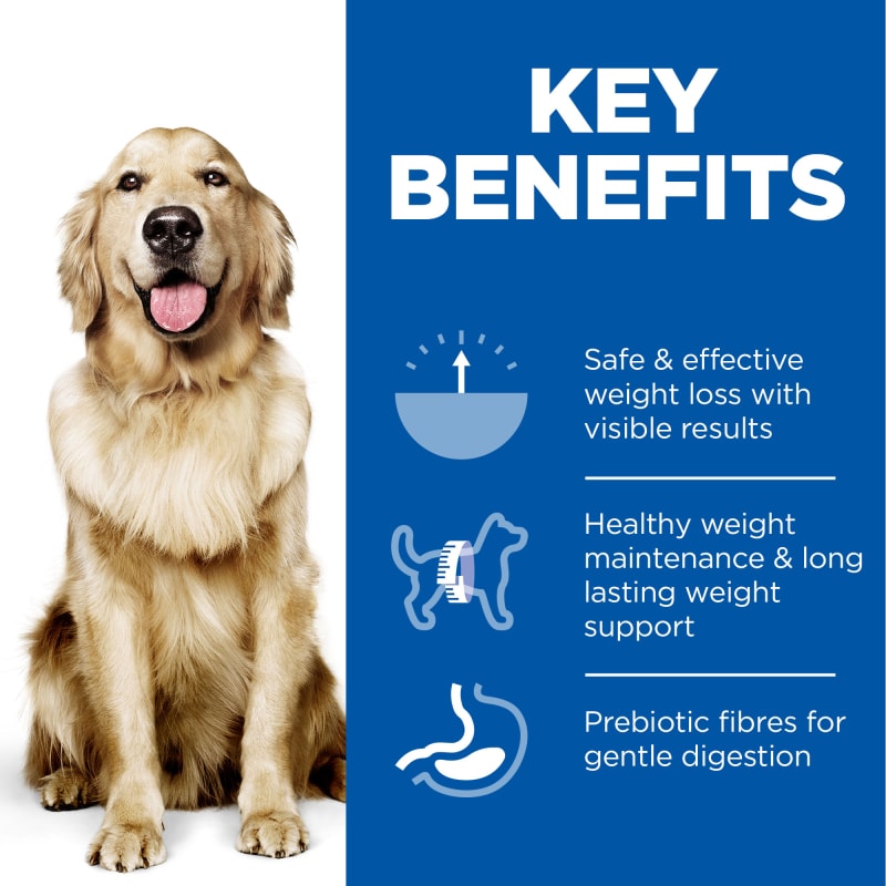 Golden retriever diet to lose weight new arrivals