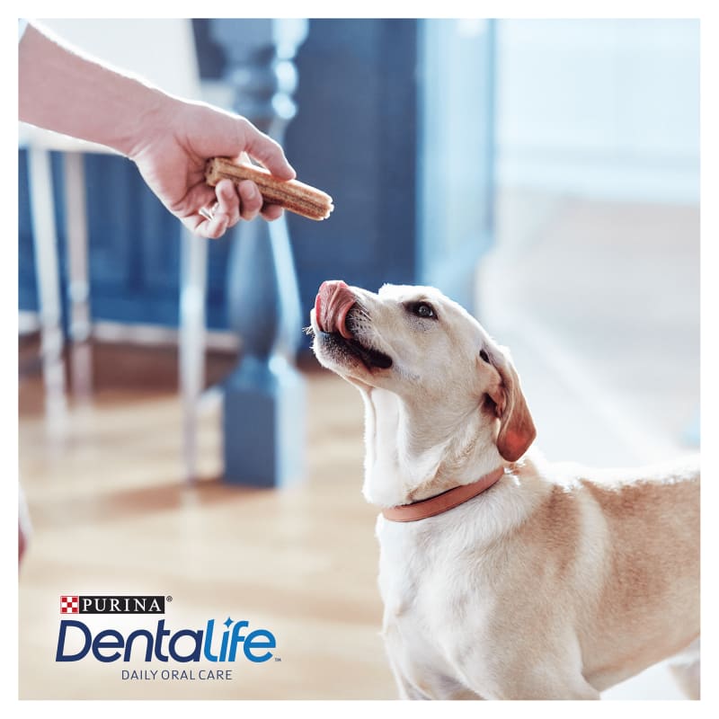 Dentalife daily deals oral care