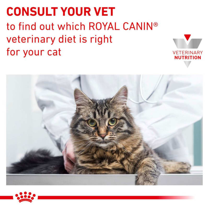 Cat diet for kidney disease best sale