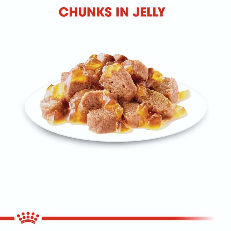 Royal canin intense on sale beauty in jelly