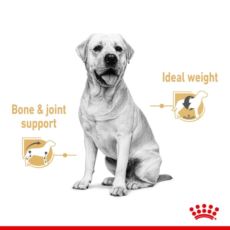 Royal canin breed labrador retriever sales