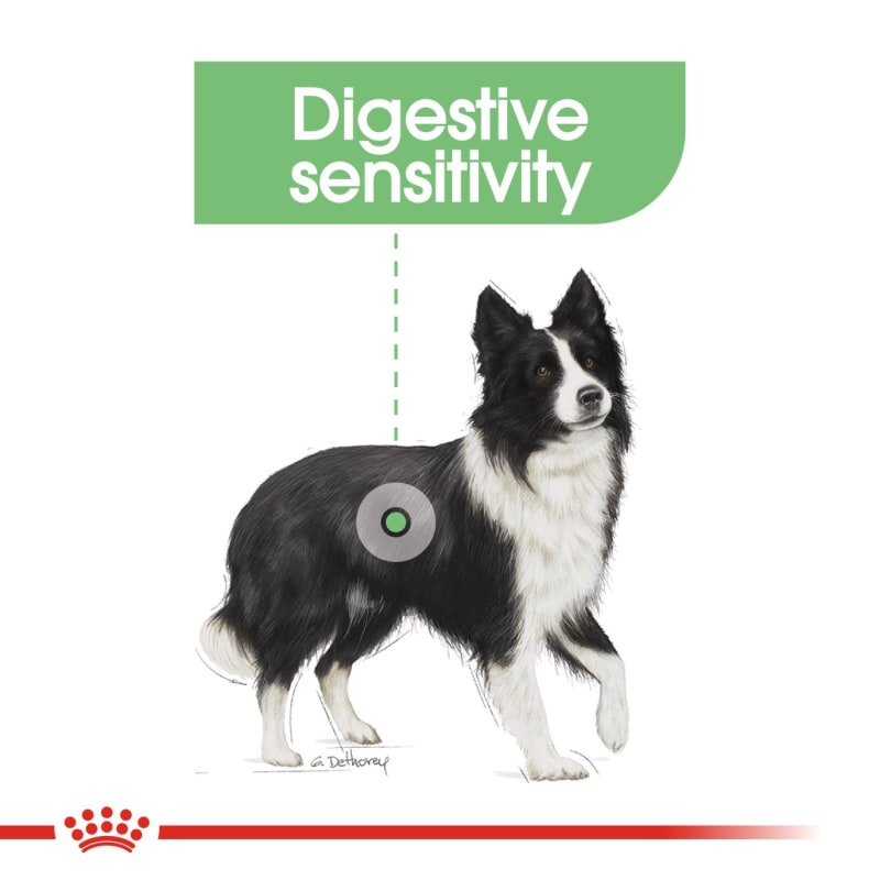 Royal canin digestive sales dog
