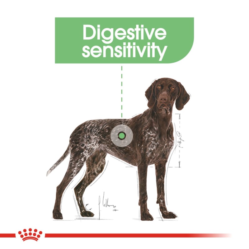 Royal canin online german shorthaired pointer