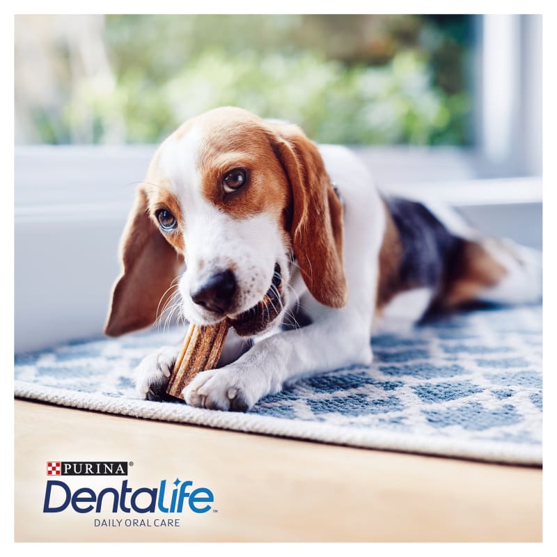 Purina dentalife daily oral cheap care
