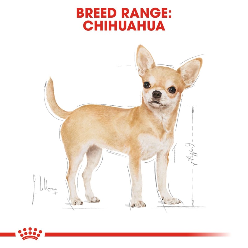 Best wet food online for senior chihuahua