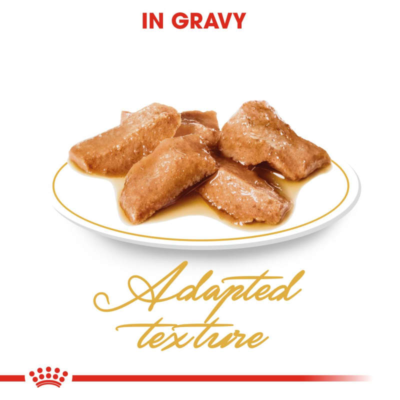 Royal canin maine coon food on sale