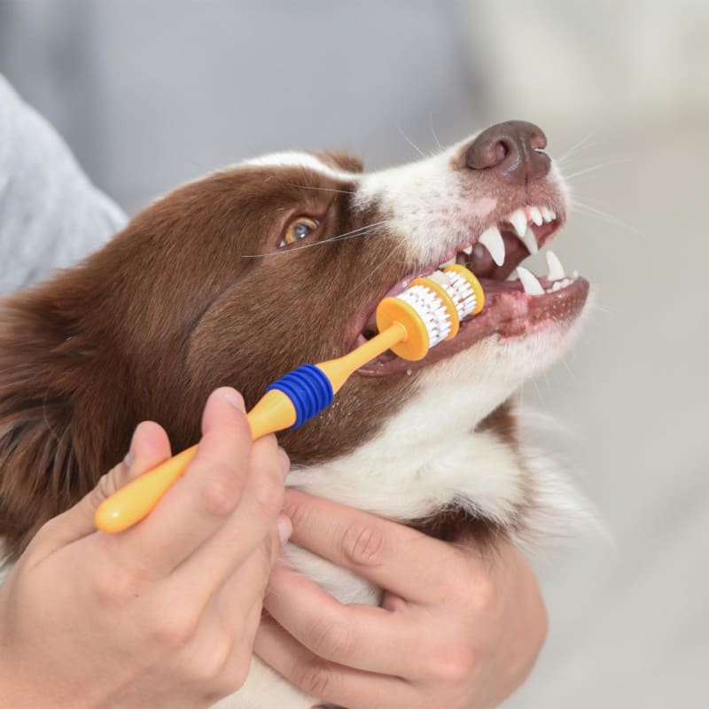 Arm Hammer 360 Toothbrush for Adult Dogs 1 piece