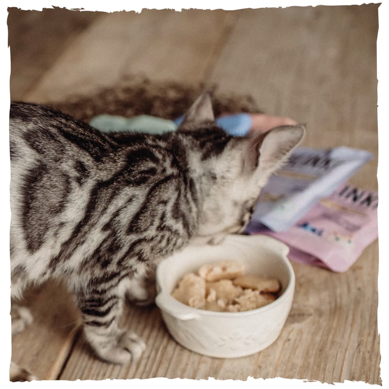 Pretty cat food sale