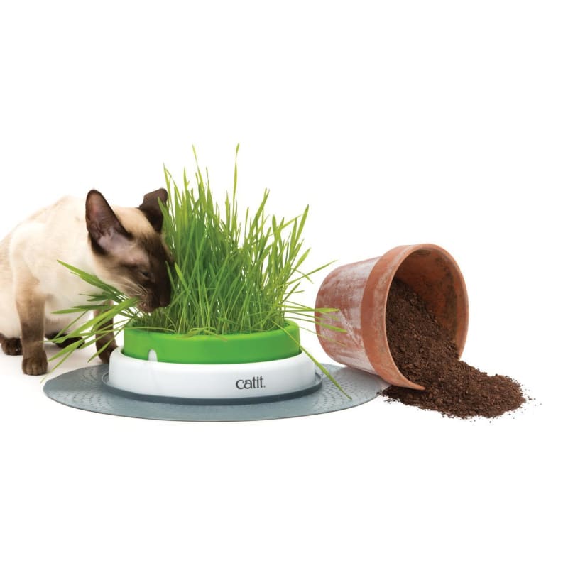 Catit senses grass cheap