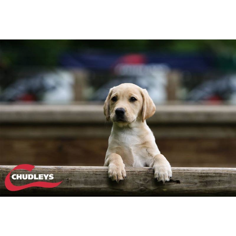 Chudleys puppy shop junior food reviews