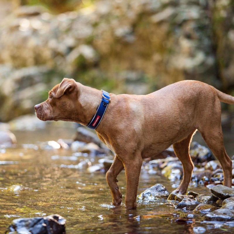 Ezydog neo classic dog collar clearance