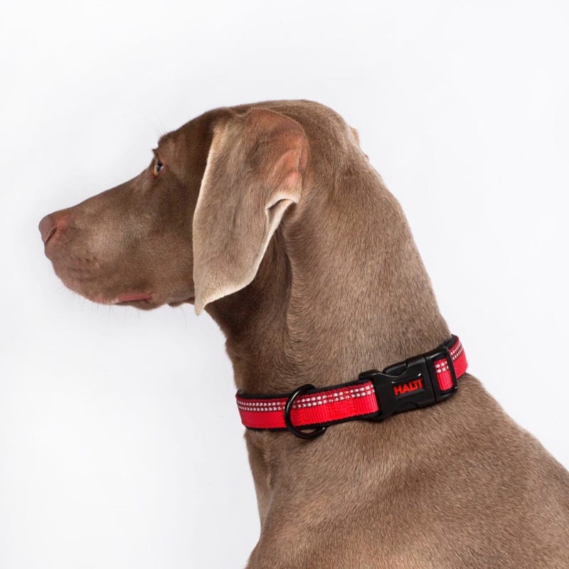 Halti collar for dogs hot sale