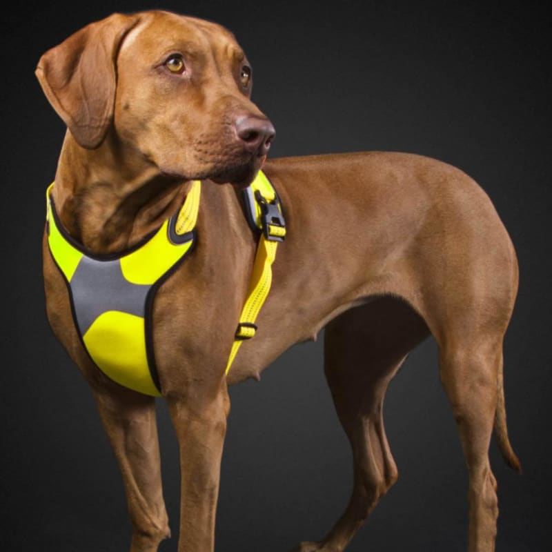 Hi vis dog best sale harness