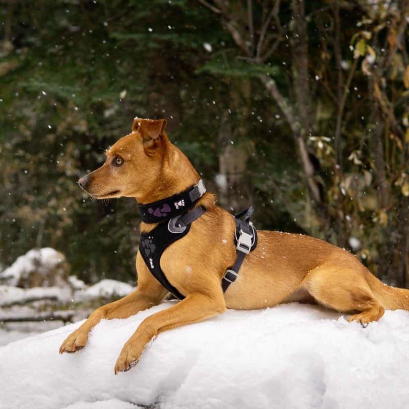 Hurtta dog leads top