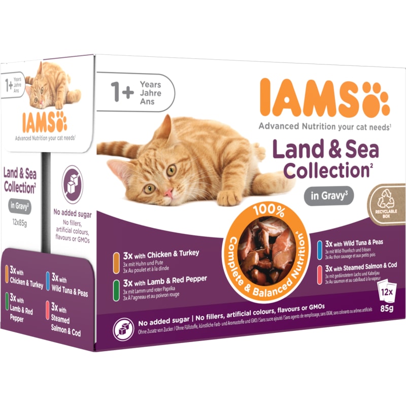 Iams delights kitten food store