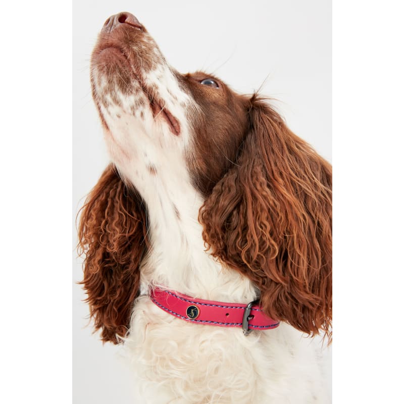 Best collar shop for cocker spaniel