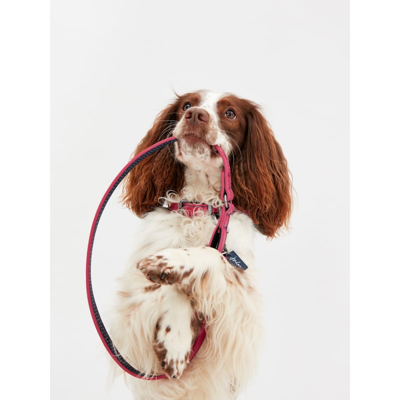 Joules Leather Dog Collar Pink Pet Supermarket
