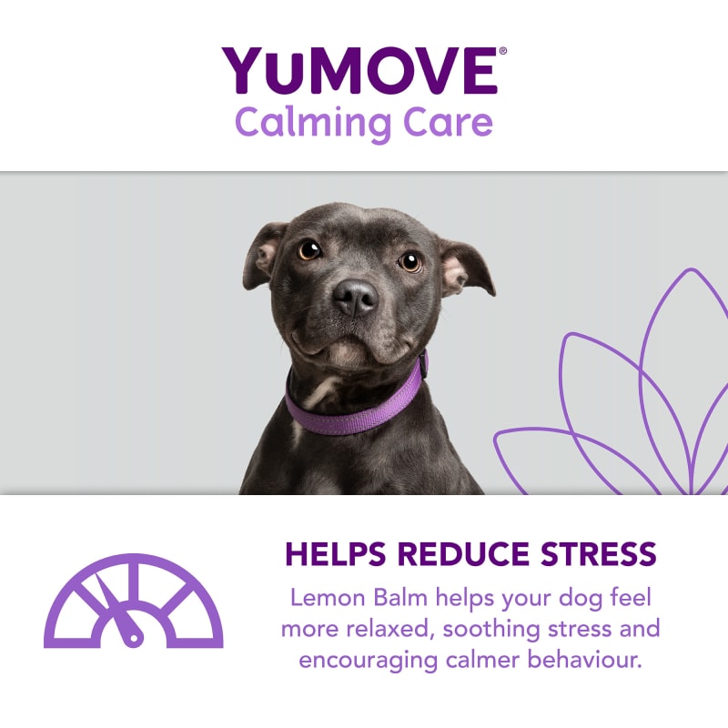 Calming care sale for dogs