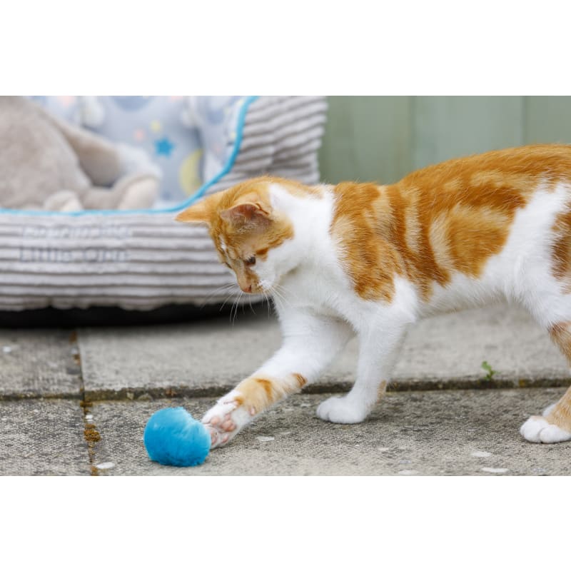 Little Petface Pom Pom Kitten Cat Pet Supermarket