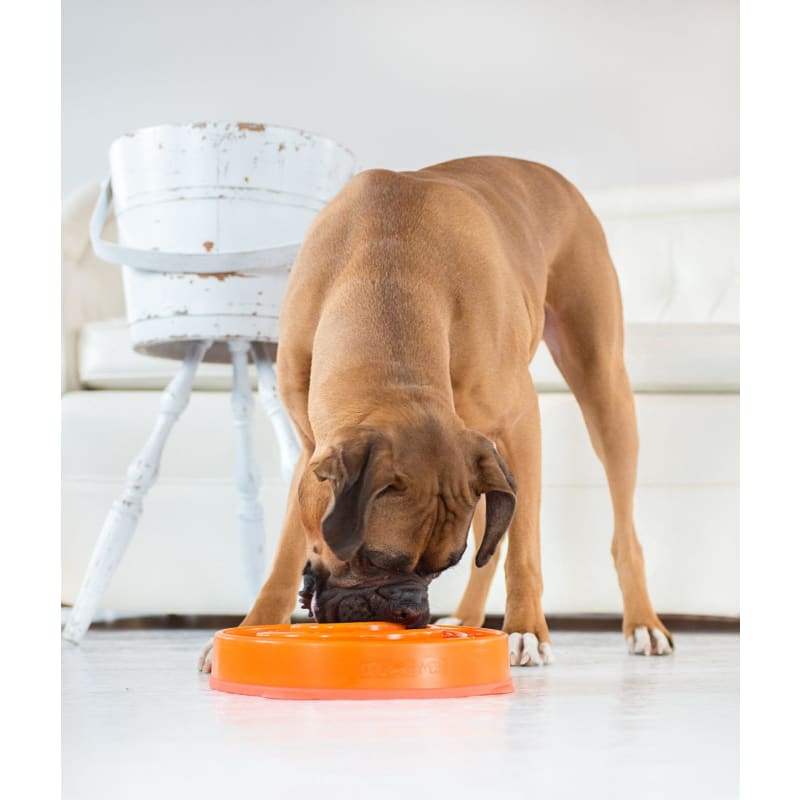 Greedy feeder dog bowl clearance