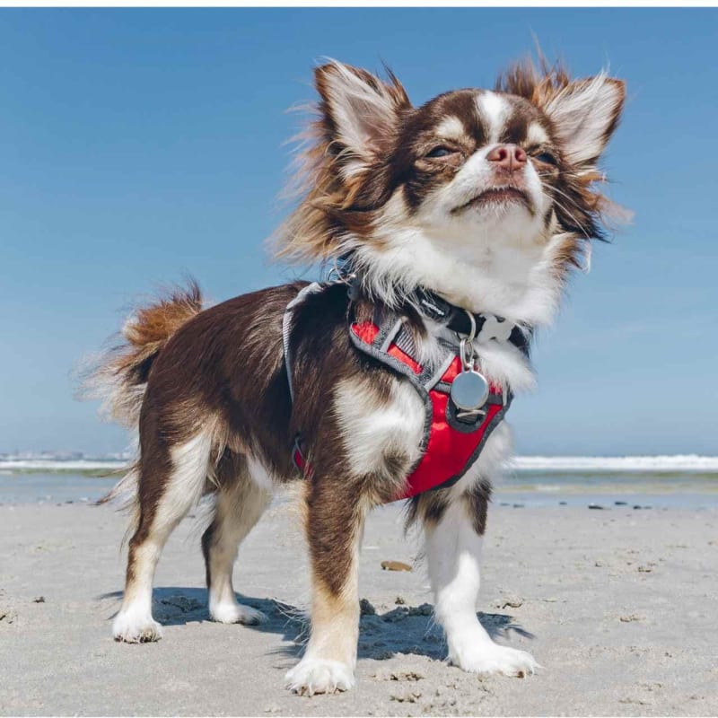 Dingo dog harness sales