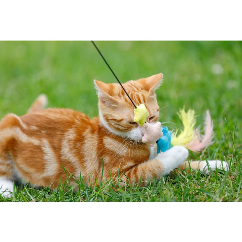 Petface cat top toys