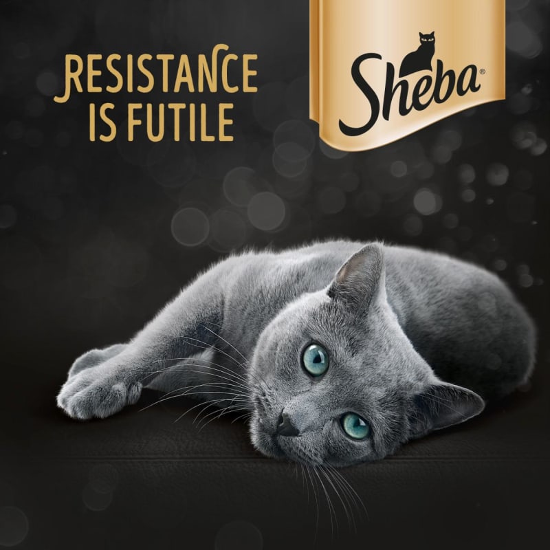 Grey sheba cat outlet