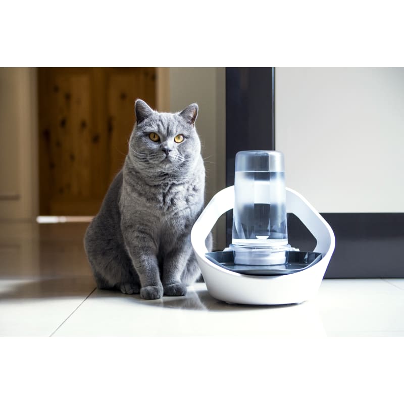 Mini top pet fountain