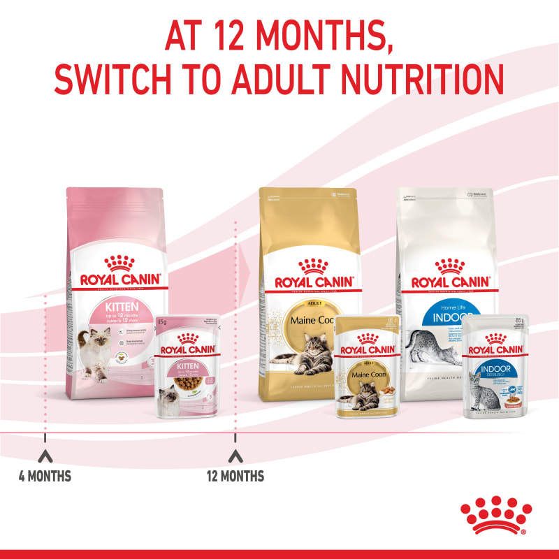 Royal canin kitten wet food 12 pack new arrivals