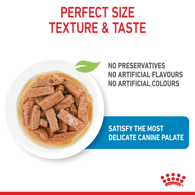 Royal canin maxi puppy wet food best sale
