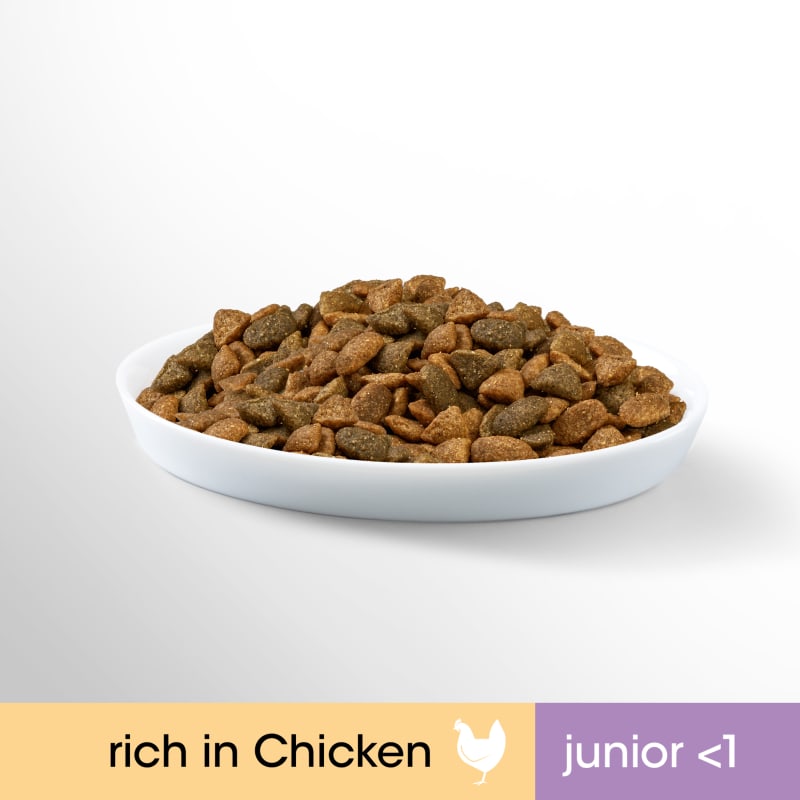 Perfect fit sale junior cat food