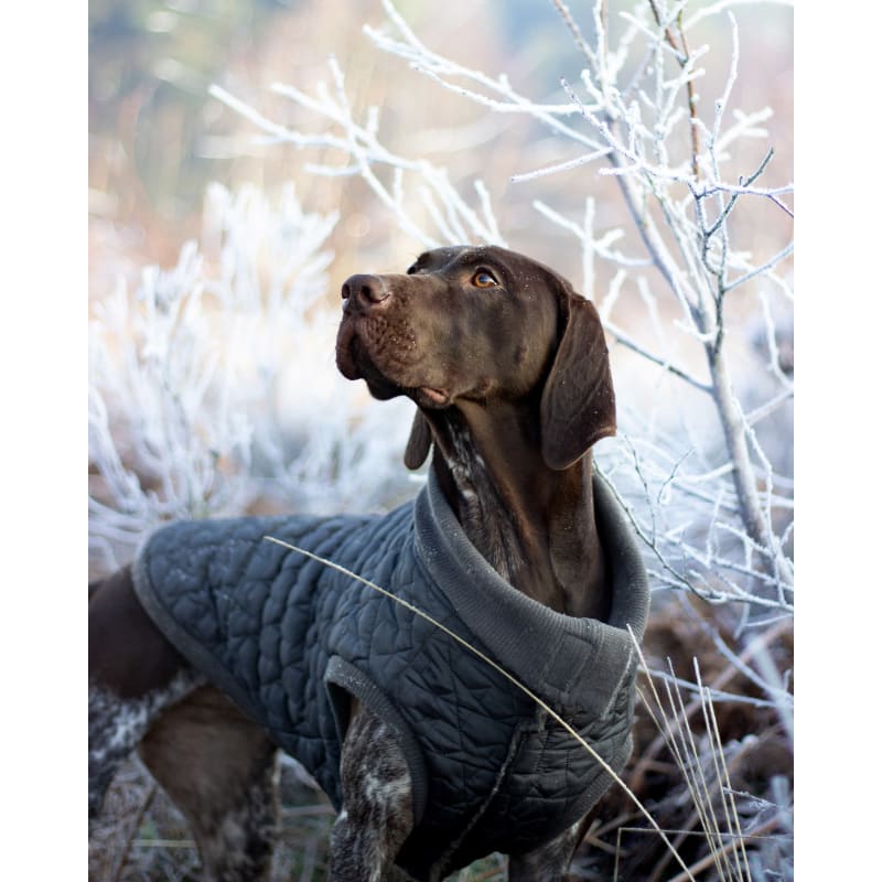 Rosewood outlet dog jumper