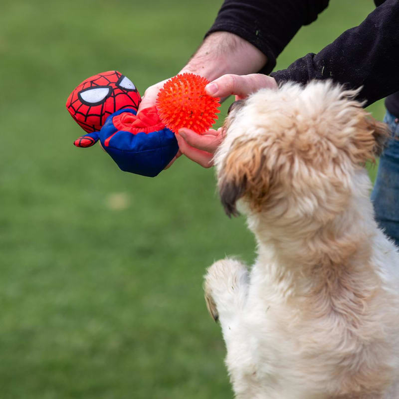 Spiderman dog toy clearance