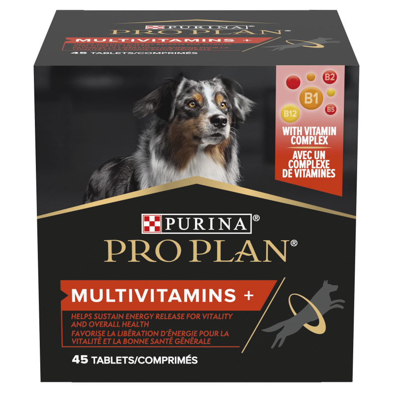B1 for dogs hot sale