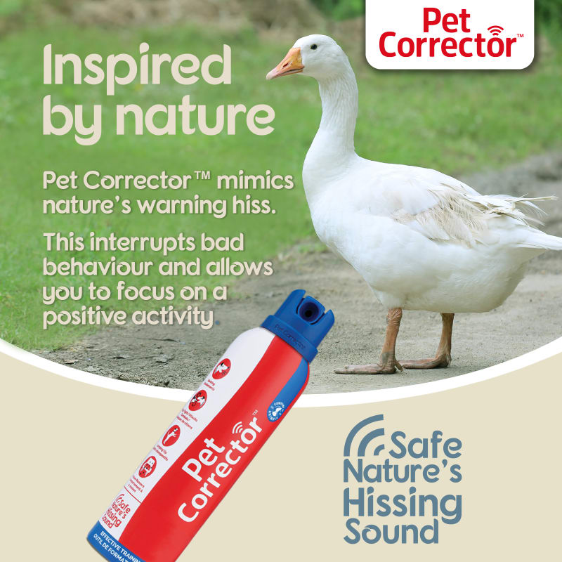 Puppy corrector new arrivals