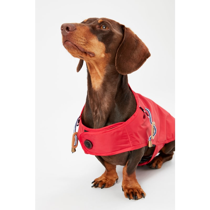 Dachshund advert deals raincoat