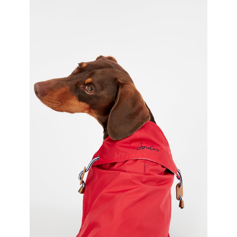 Dachshund advert raincoat new arrivals