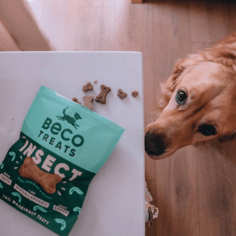 Green pet food insect dog store hypoallergenic