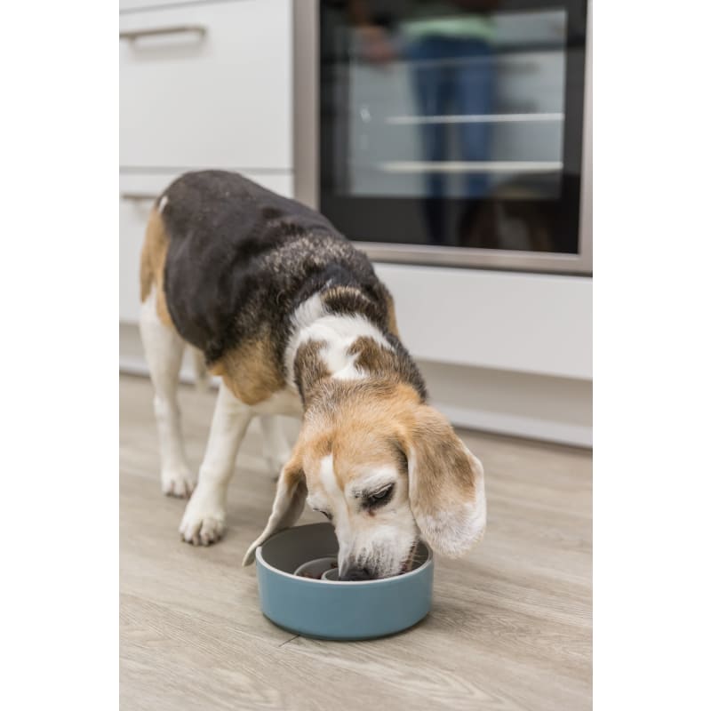 Pet bowl new arrivals to slow eating
