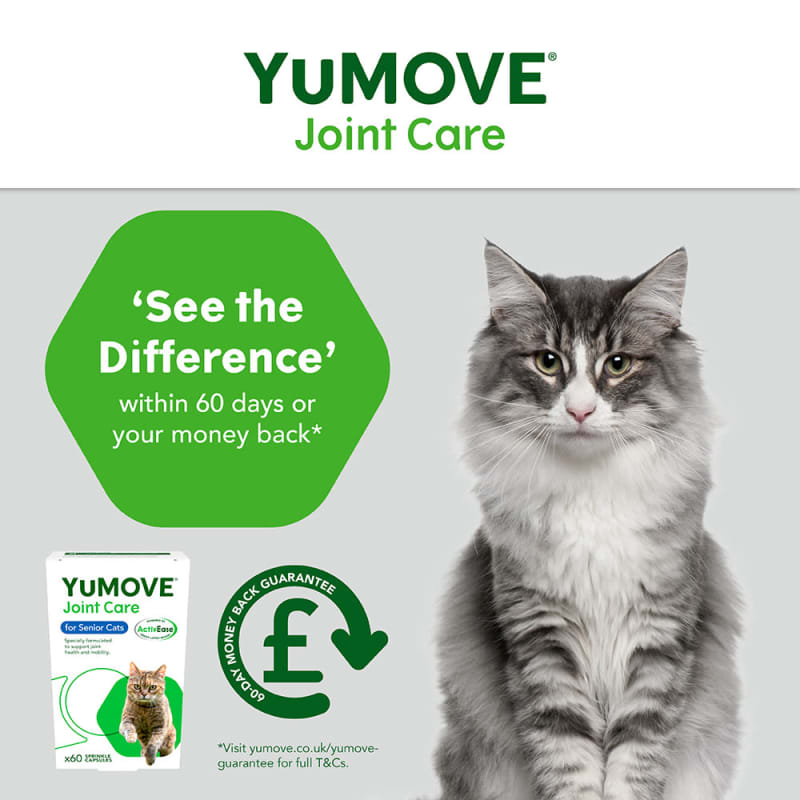 Joint care online for cats