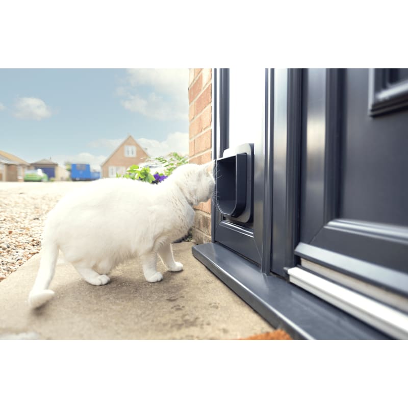 Anthracite cat flap top