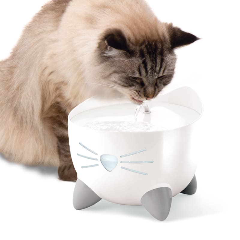 Cat drinking tree water new arrivals