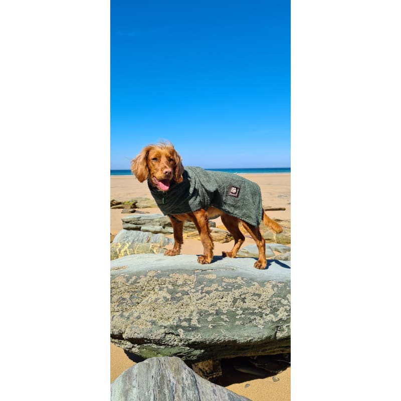 Danish design dog robe 2025