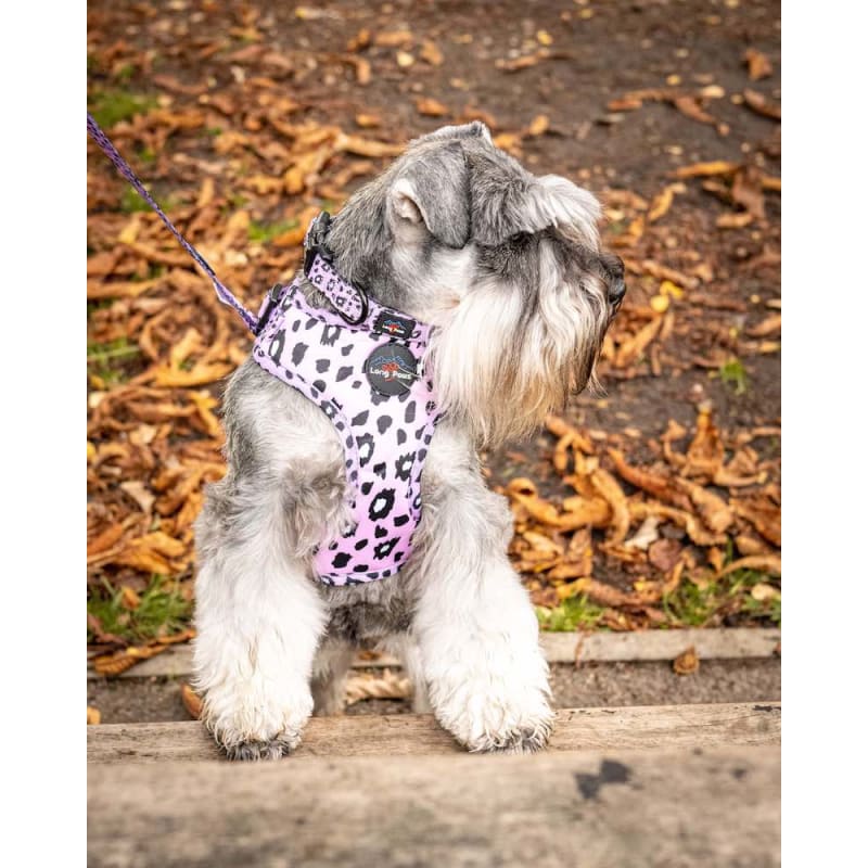 Long Paws Funk The Dog Leopard Dog Pet Supermarket