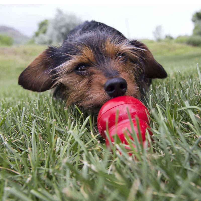 Cheese dog toy cheap